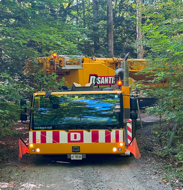 DeSantis Crane in forest